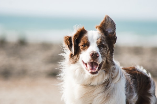 Assisi Pet Sitting Services, LLC