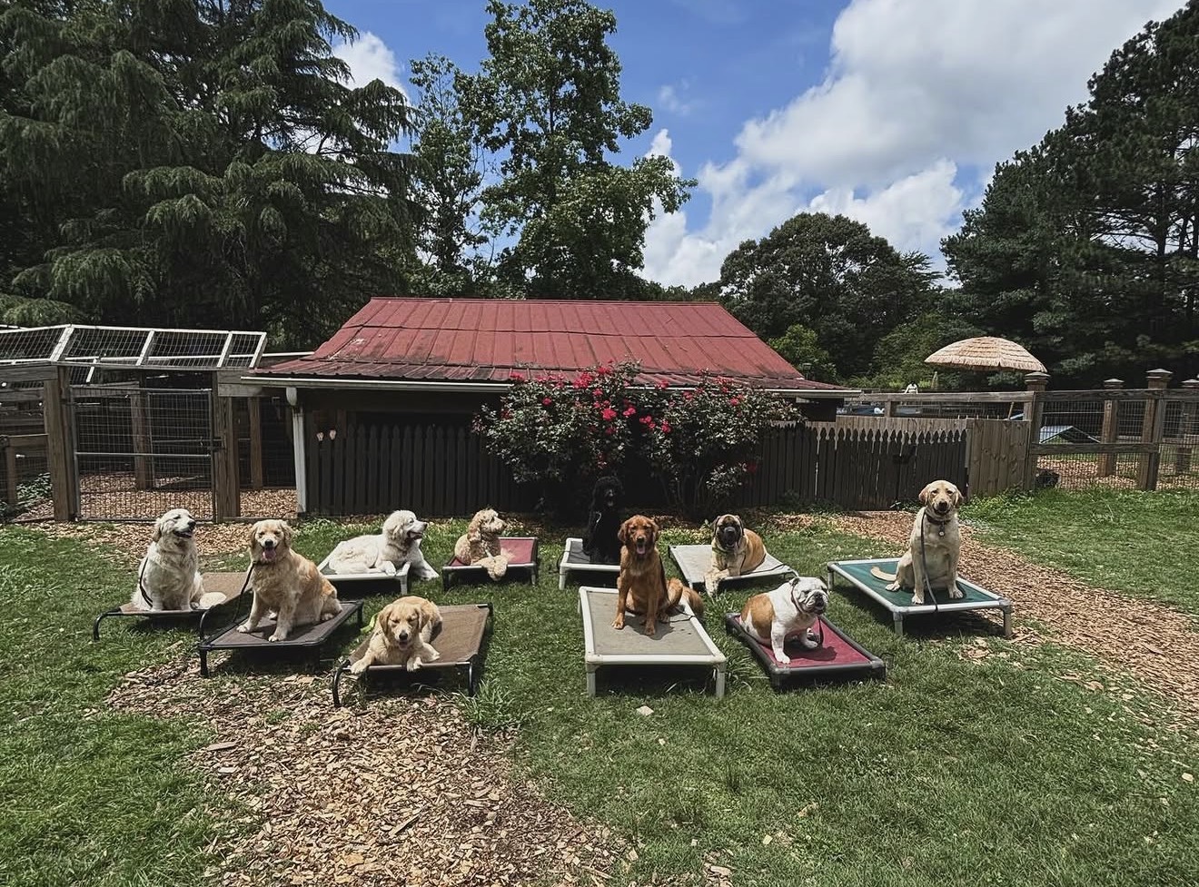 Atlanta Dog Trainer