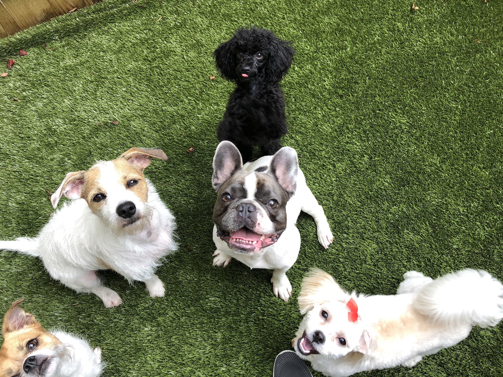 Atlanta pet sitting services