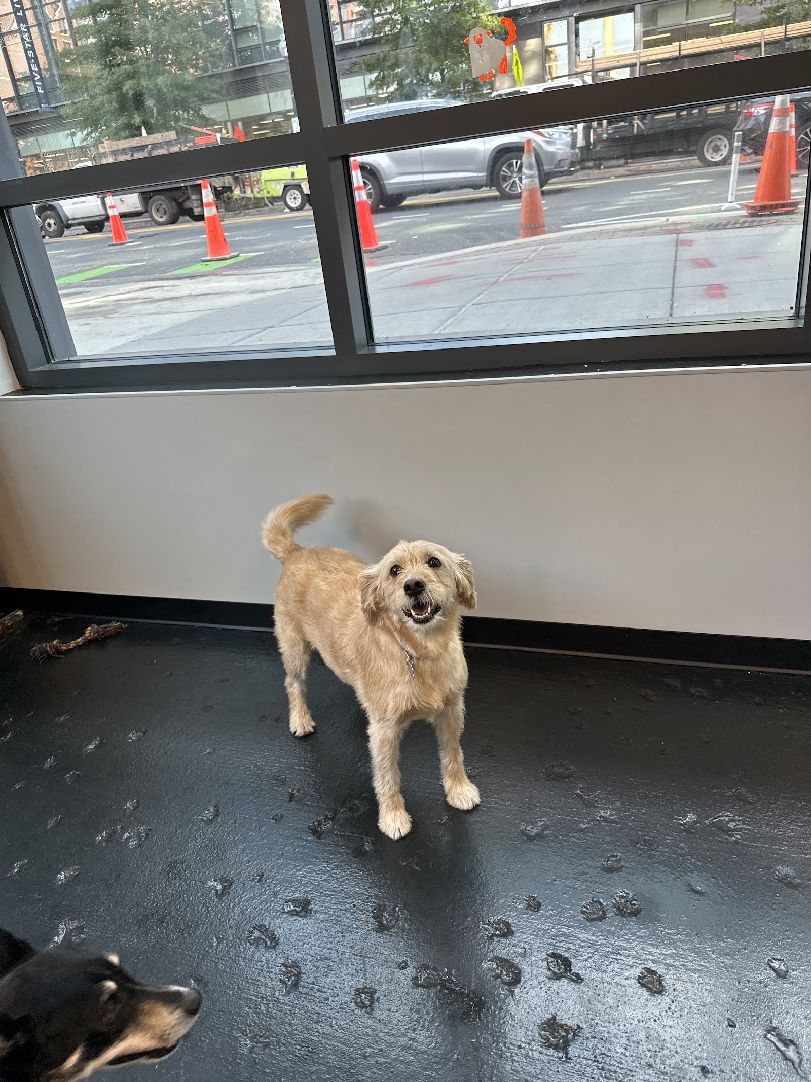 Atlas Doghouse Navy Yard