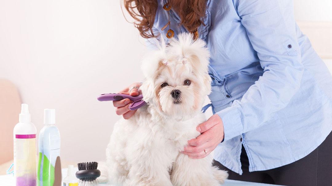 Aunt B's Pet Grooming
