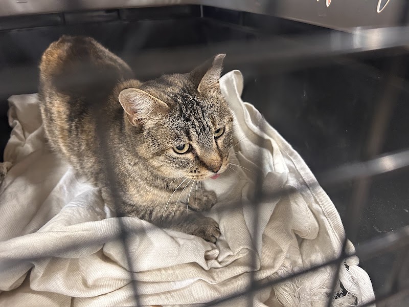 Aurora Animal Shelter photo 2