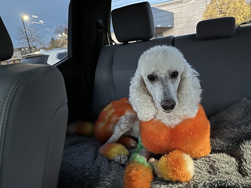 Aurora Pet Grooming