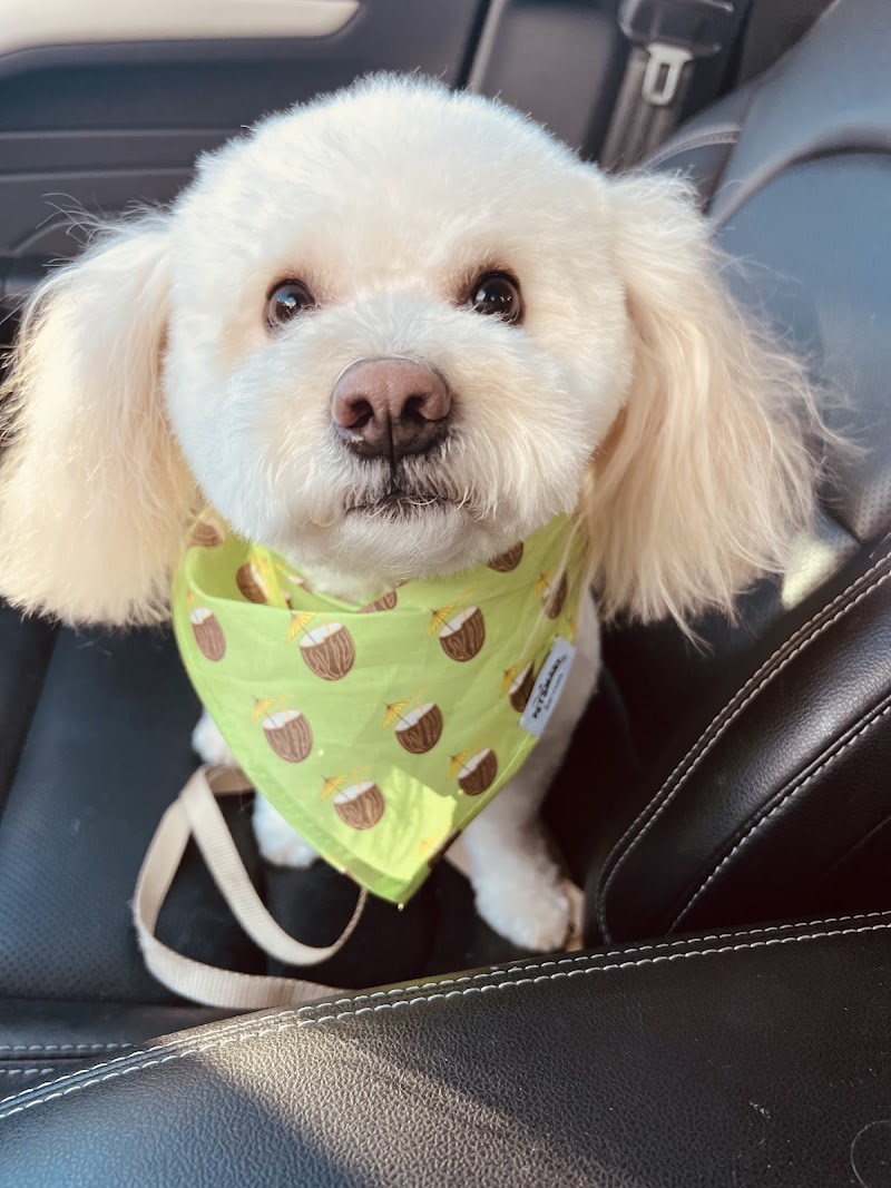 Aurora Pet Grooming photo 2