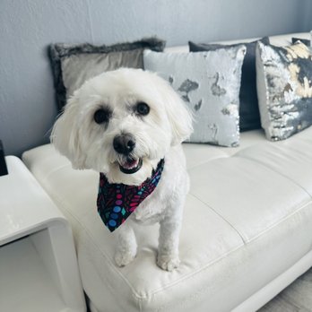 Aurora Pet Grooming photo 3