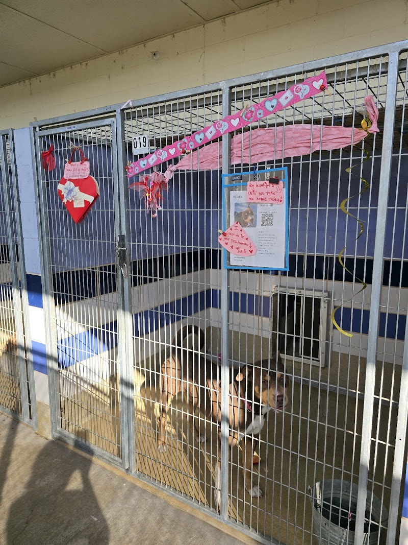 Austin Animal Services photo 2