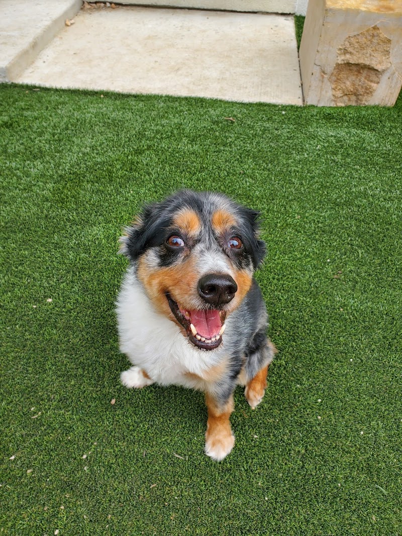 Austin Dog Walking photo 2