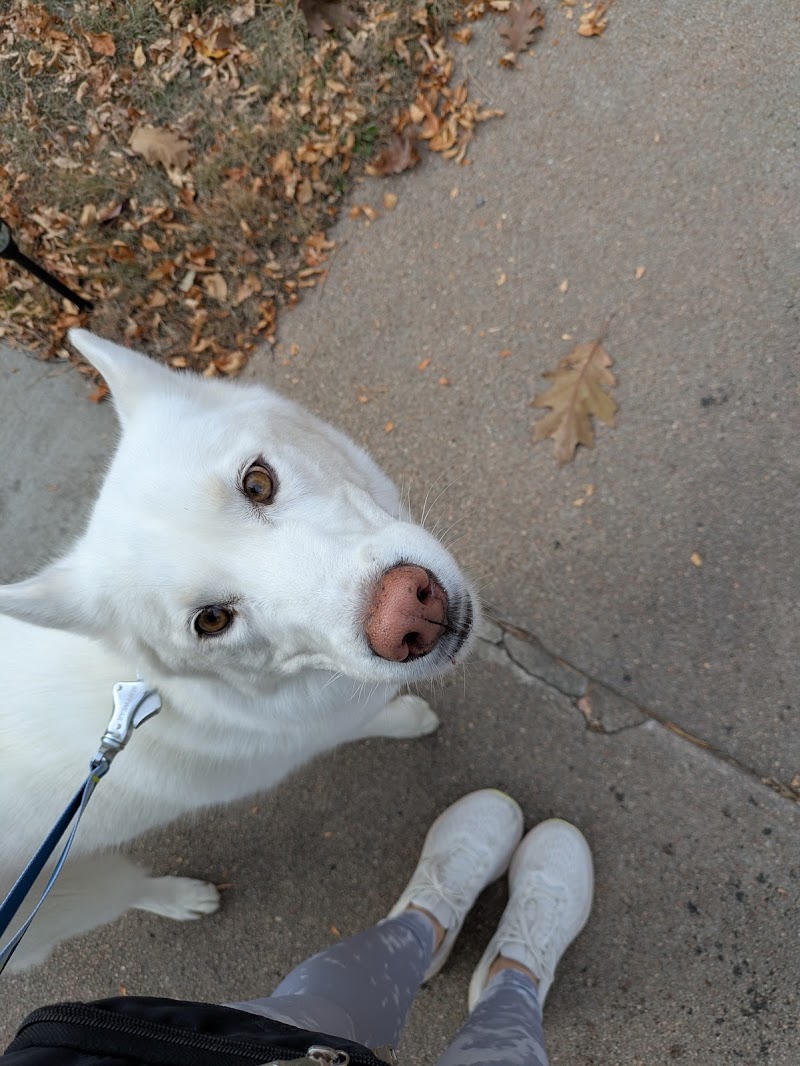 Austin Dog Walking photo 3