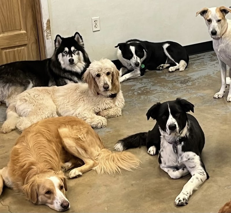 Austin Dogtown Boarding & Daycare photo 2