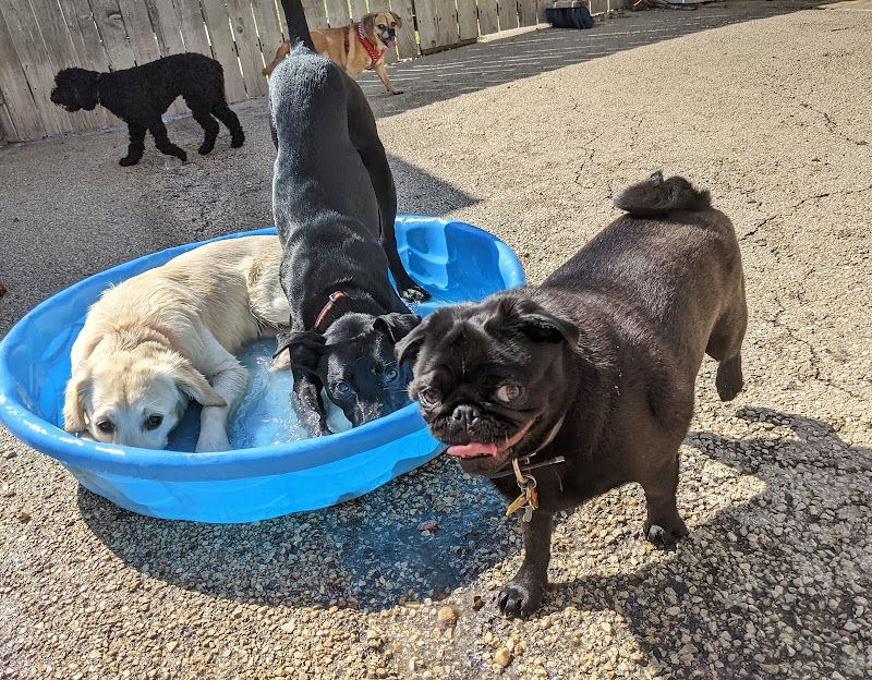 Austin Dogtown Boarding & Daycare photo 3