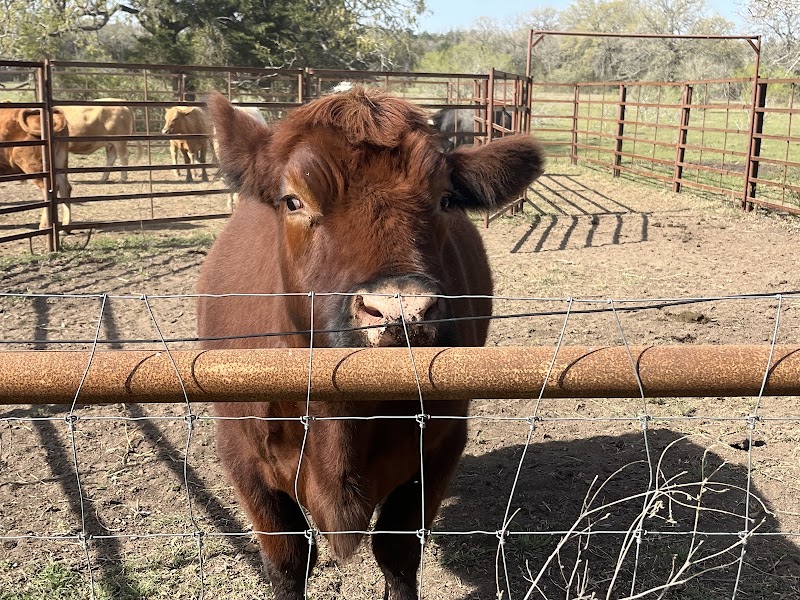 Austin Farm Sanctuary