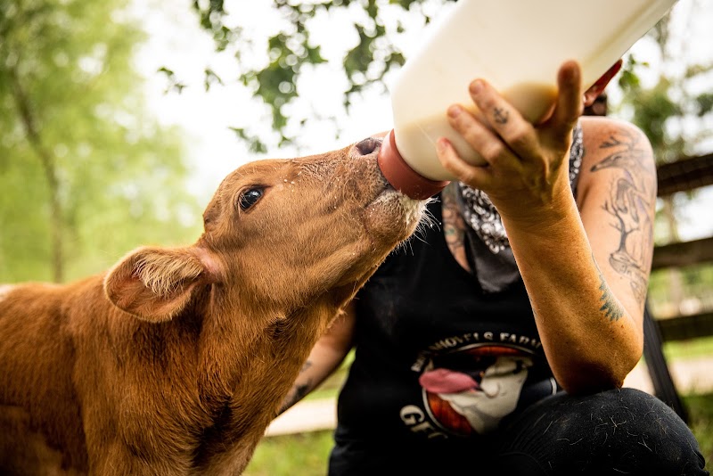Austin Farm Sanctuary photo 2