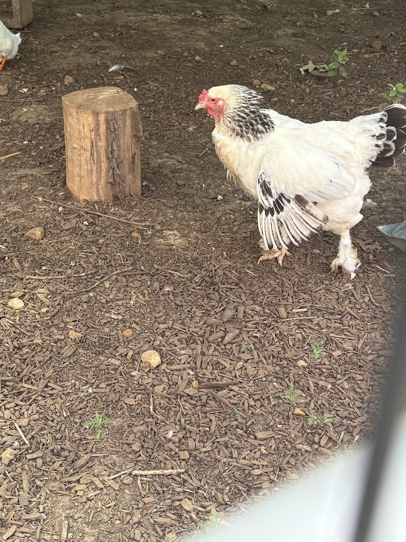 Austin Farm Sanctuary photo 3