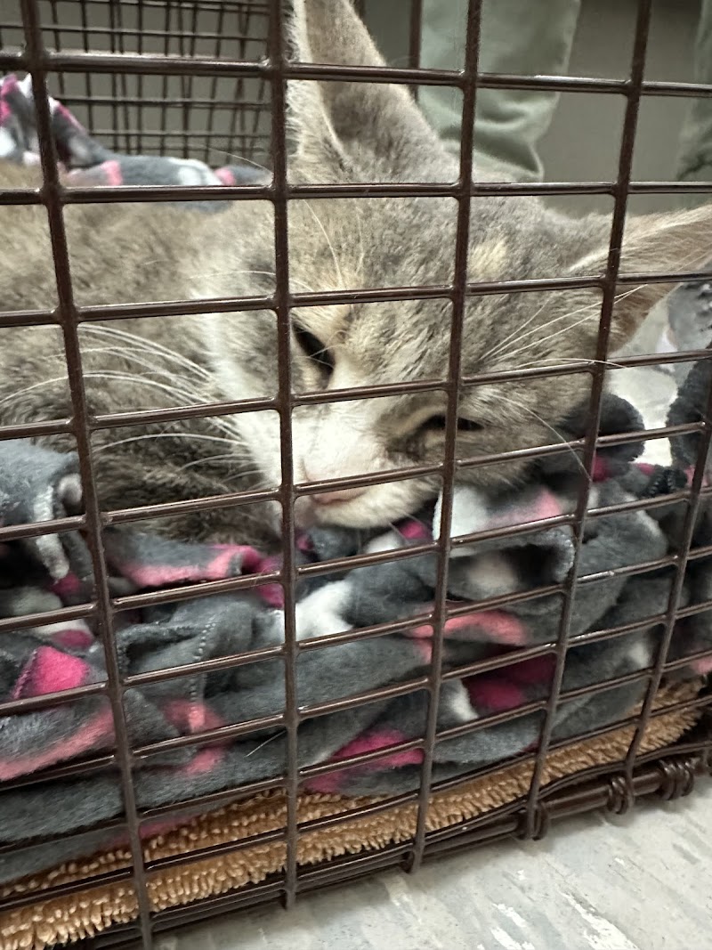 Austin Humane Society photo 3