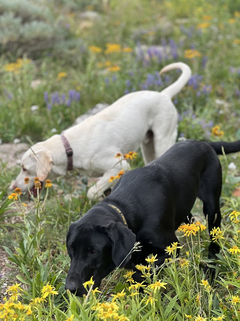 Austin Pet Ranch photo 2