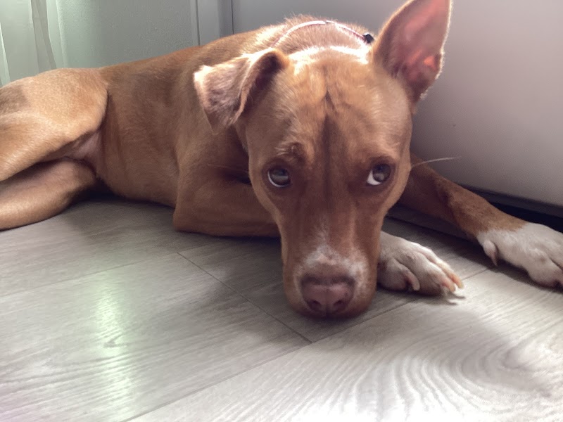 Austin Pets Alive! photo 2