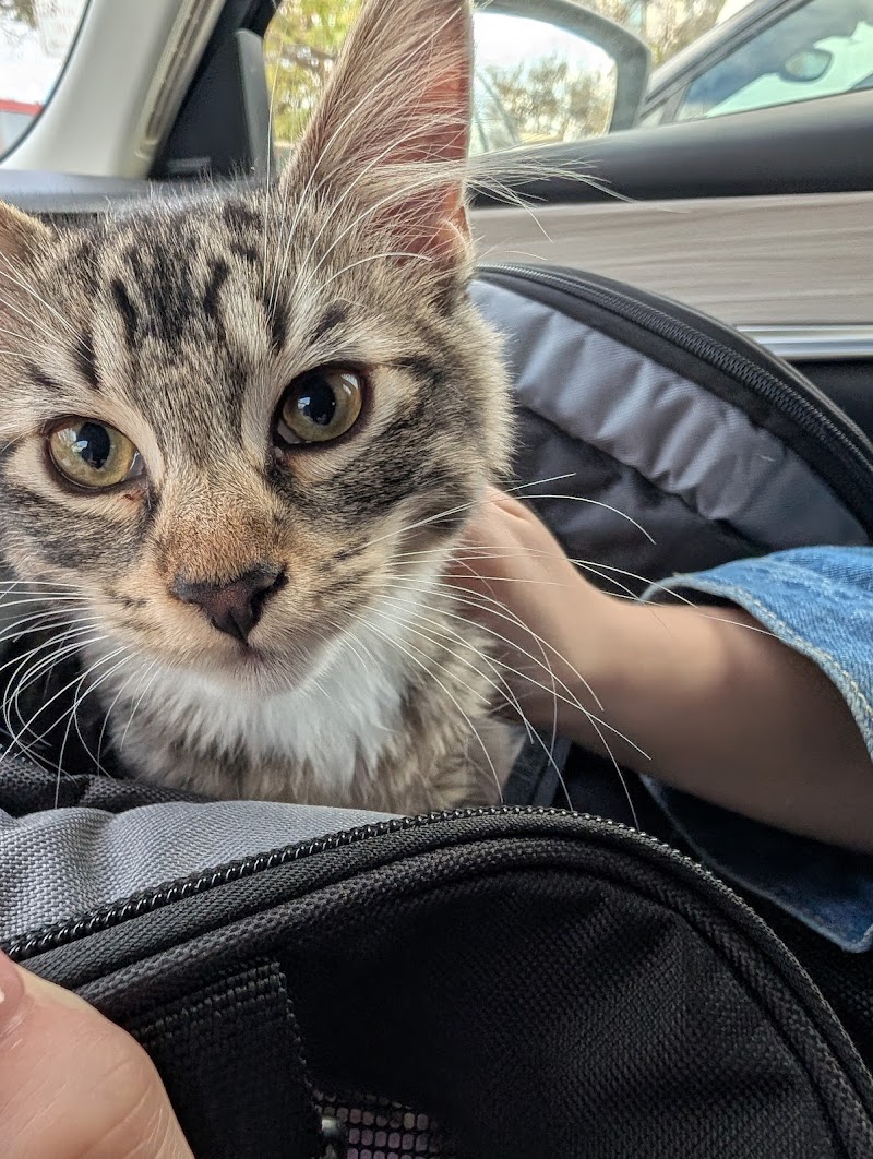 Austin Pets Alive! photo 3