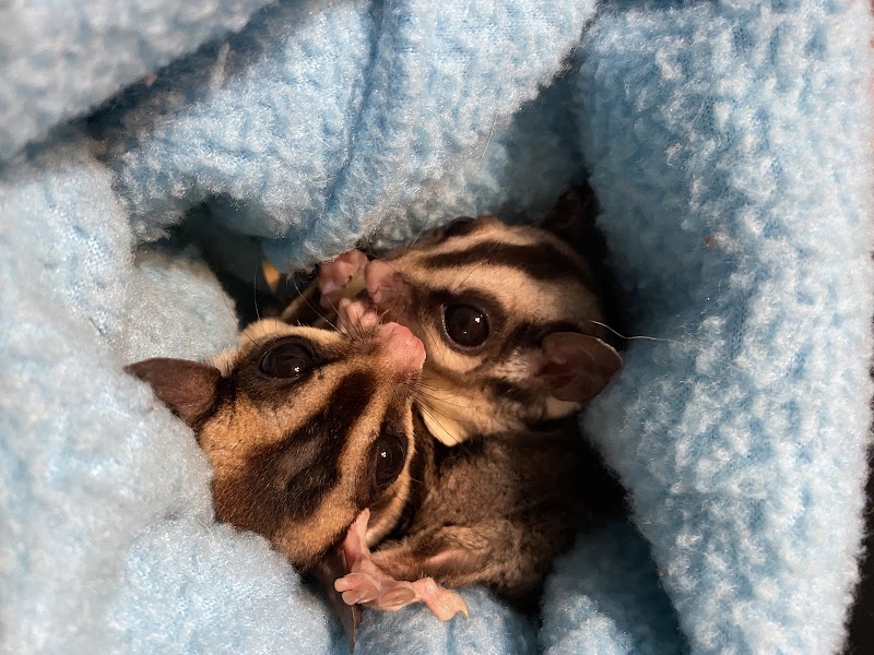Austin Texas Sugar Glider Rescue