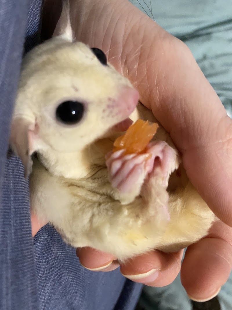 Austin Texas Sugar Glider Rescue photo 2
