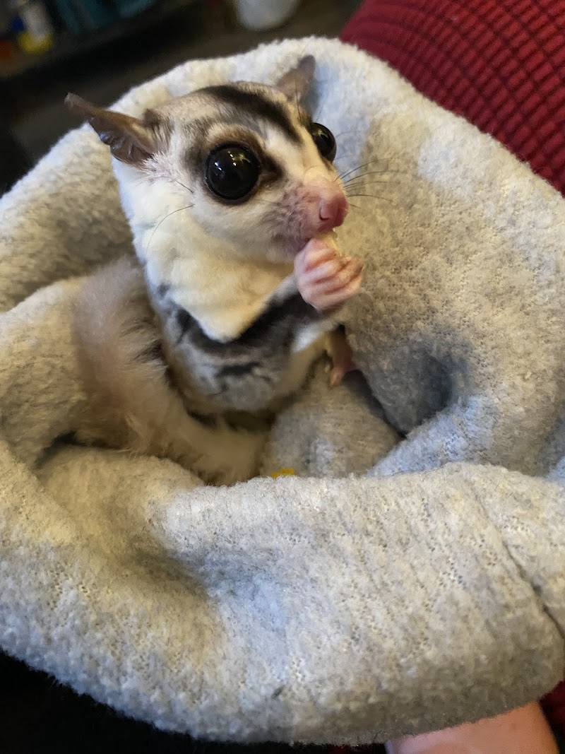 Austin Texas Sugar Glider Rescue photo 3