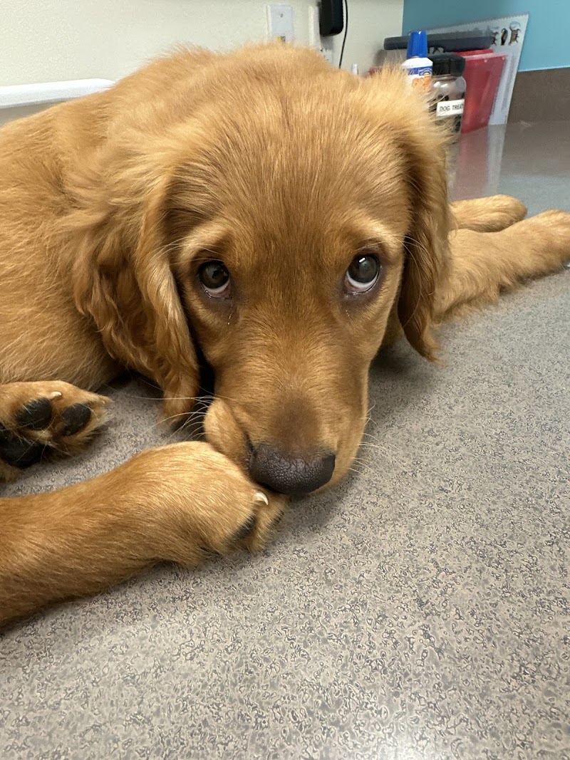 Austin Vet Hospital photo 2