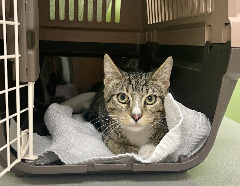 Austin Vet Hospital photo 3