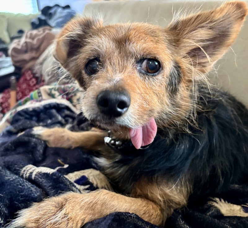 Austin Veterinary Emergency and Specialty photo 2