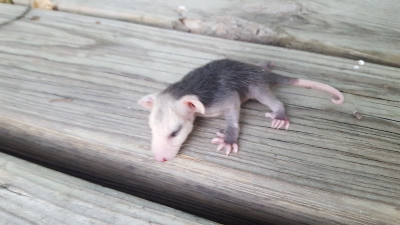 Austin Wildlife Rescue Rehabilitation Center