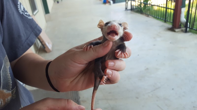 Austin Wildlife Rescue Rehabilitation Center photo 2