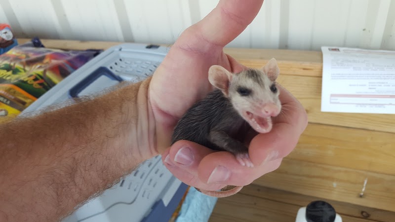 Austin Wildlife Rescue Rehabilitation Center photo 3