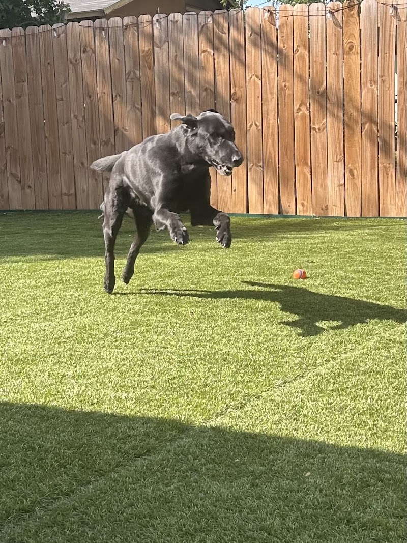 Austins Pet Escape (Local Favorite)