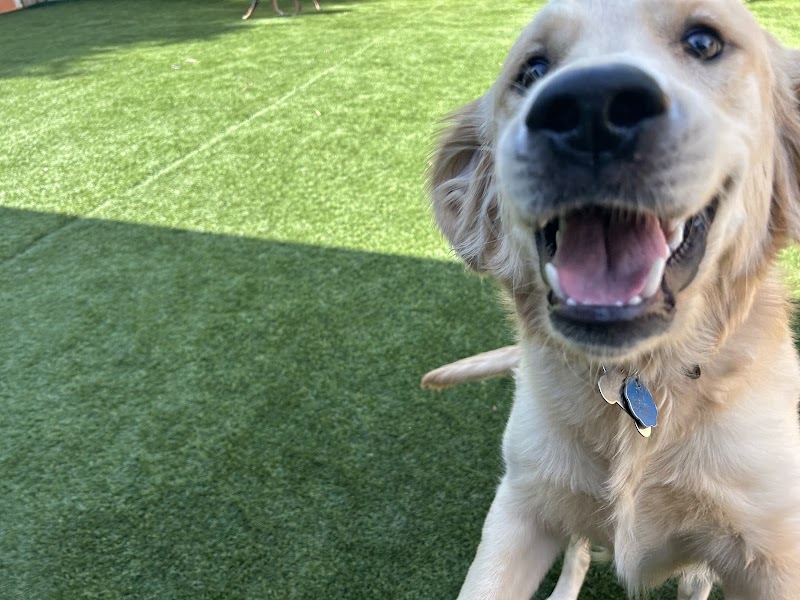 Austins Pet Escape (Local Favorite) photo 2