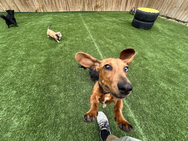 Austins Pet Escape (Local Favorite) photo 3