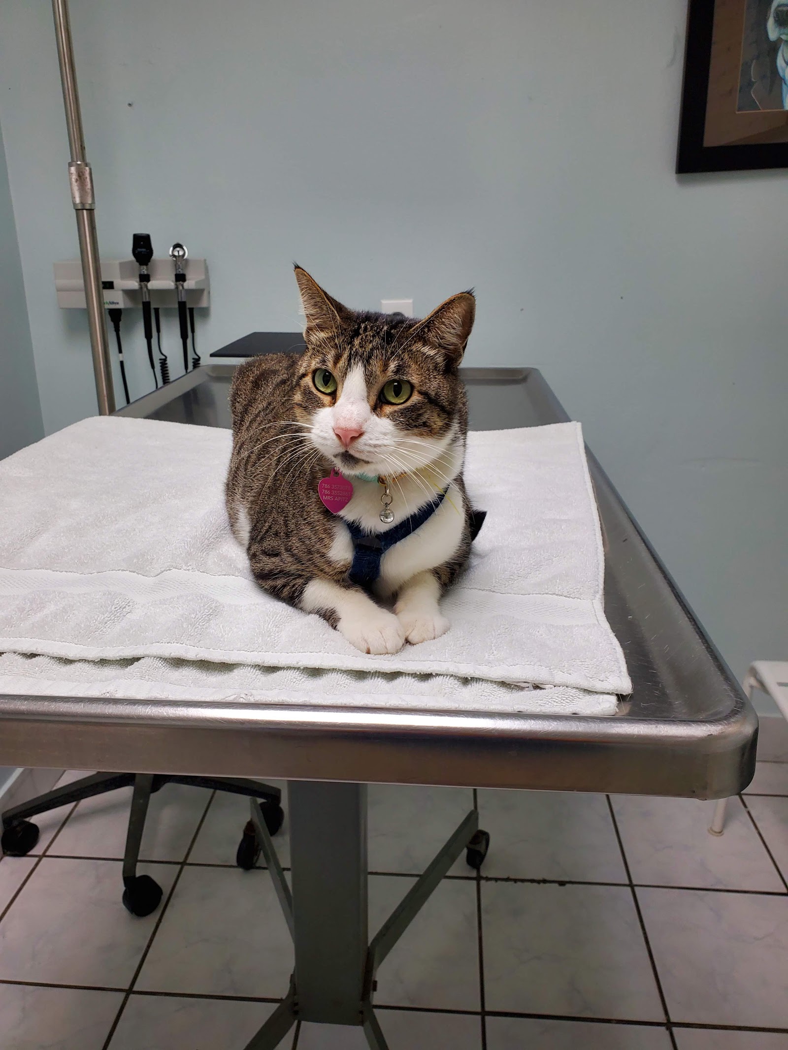 AWS Animal Hospital - Animal Welfare Society of South Florida