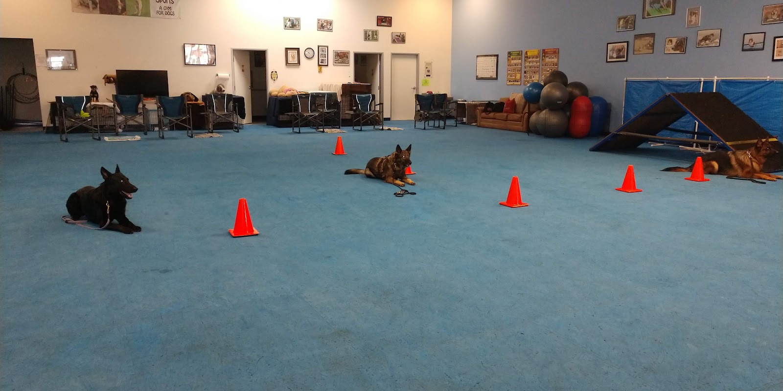 AZ Dog Sports
