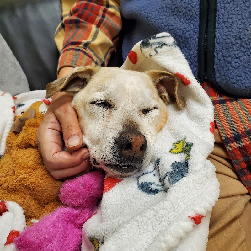 B Street Veterinary Hospital photo 2