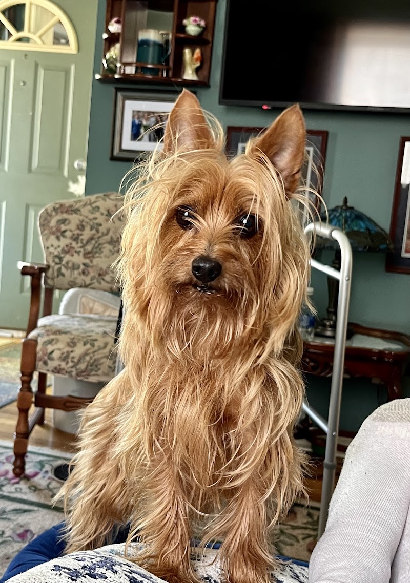 VetSelect Animal Hospital of Dearborn photo 3