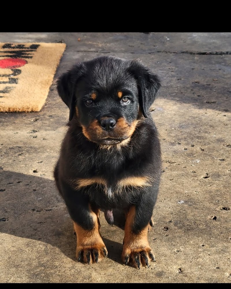 Anne Fracassa Memorial Dog Park