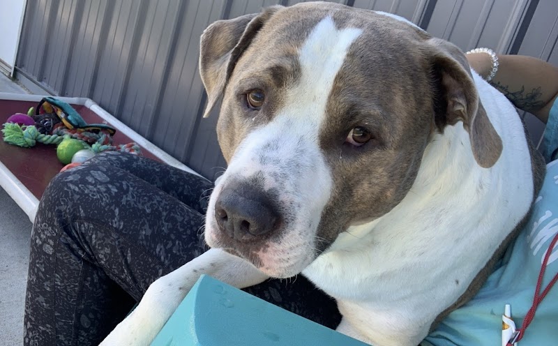 Under One Woof photo 3