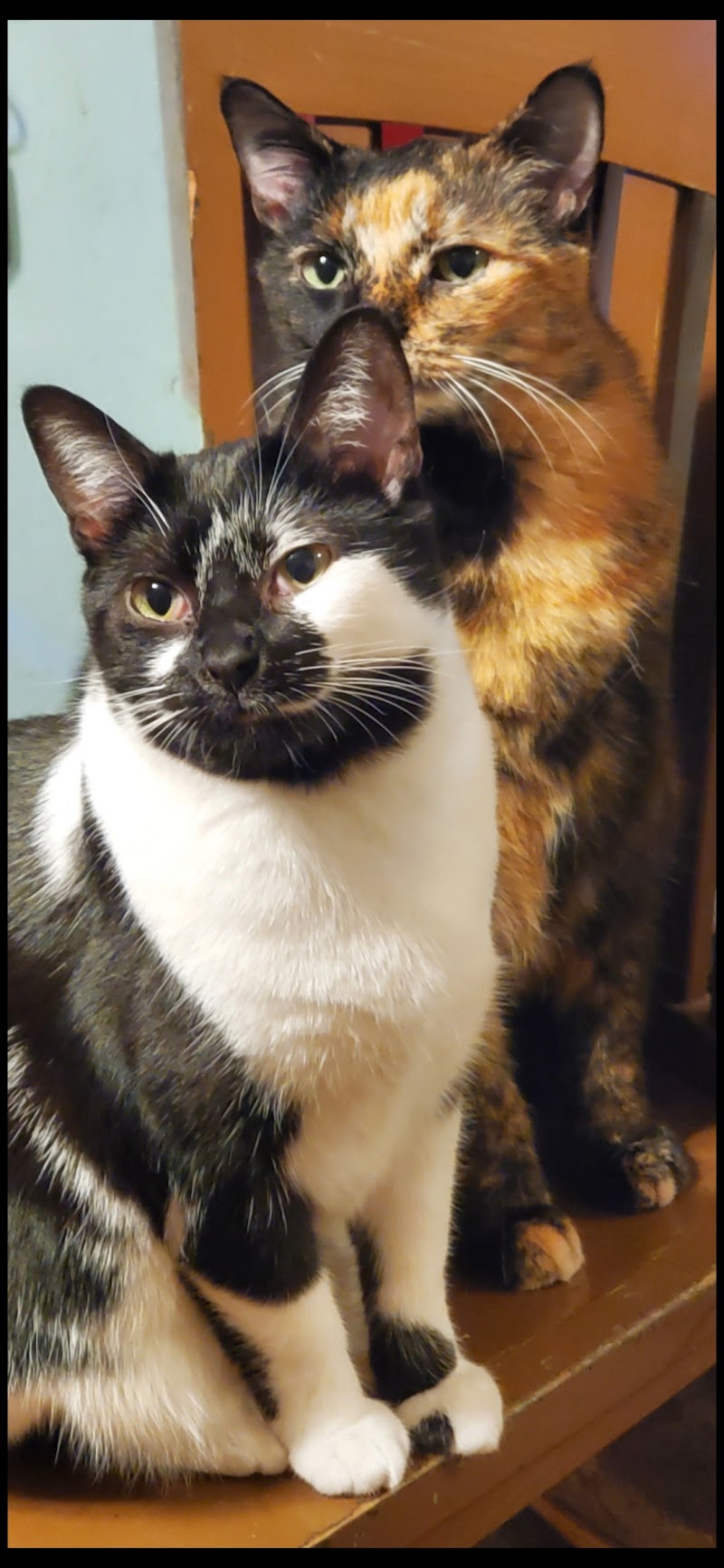 Animal Health Center Of N Olmsted