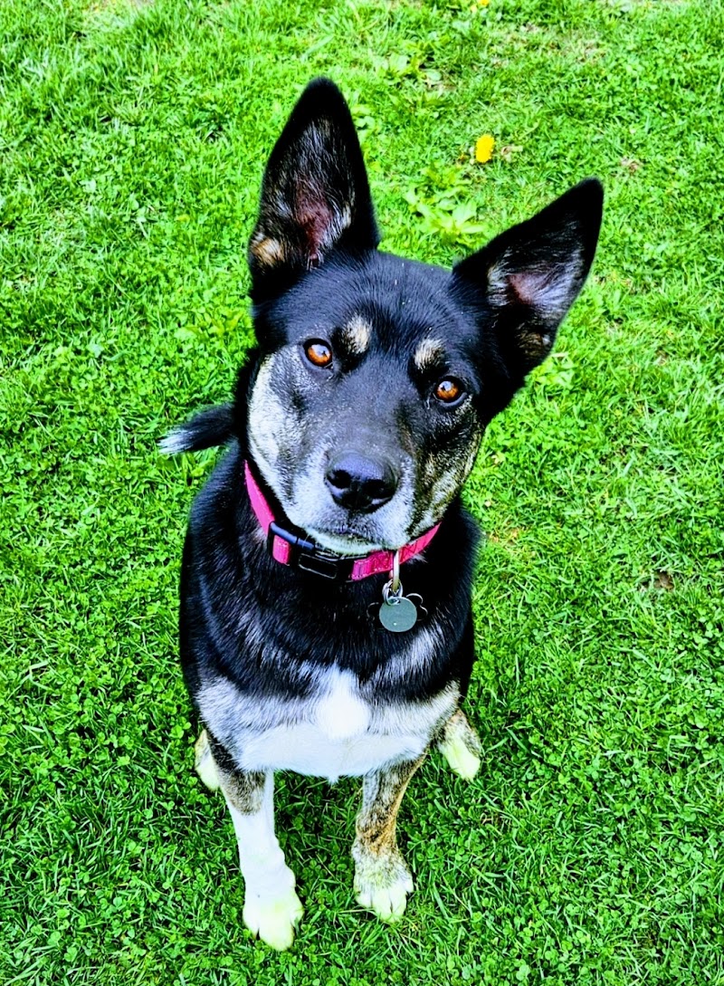 Animal Health Center Of N Olmsted photo 3