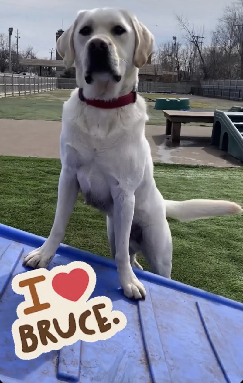 Process Canine photo 2