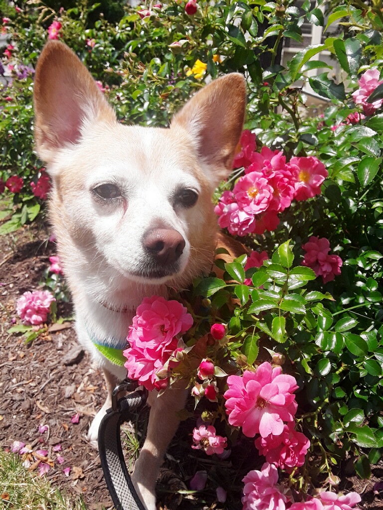 Chicago Jay Walkers photo 2