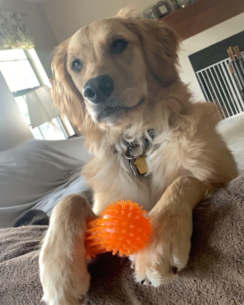 Pet Concierge Indy photo 2