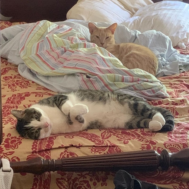 Pet Concierge Indy photo 3