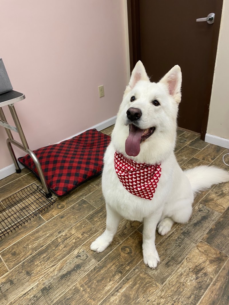 CLEdogs Spa & Social