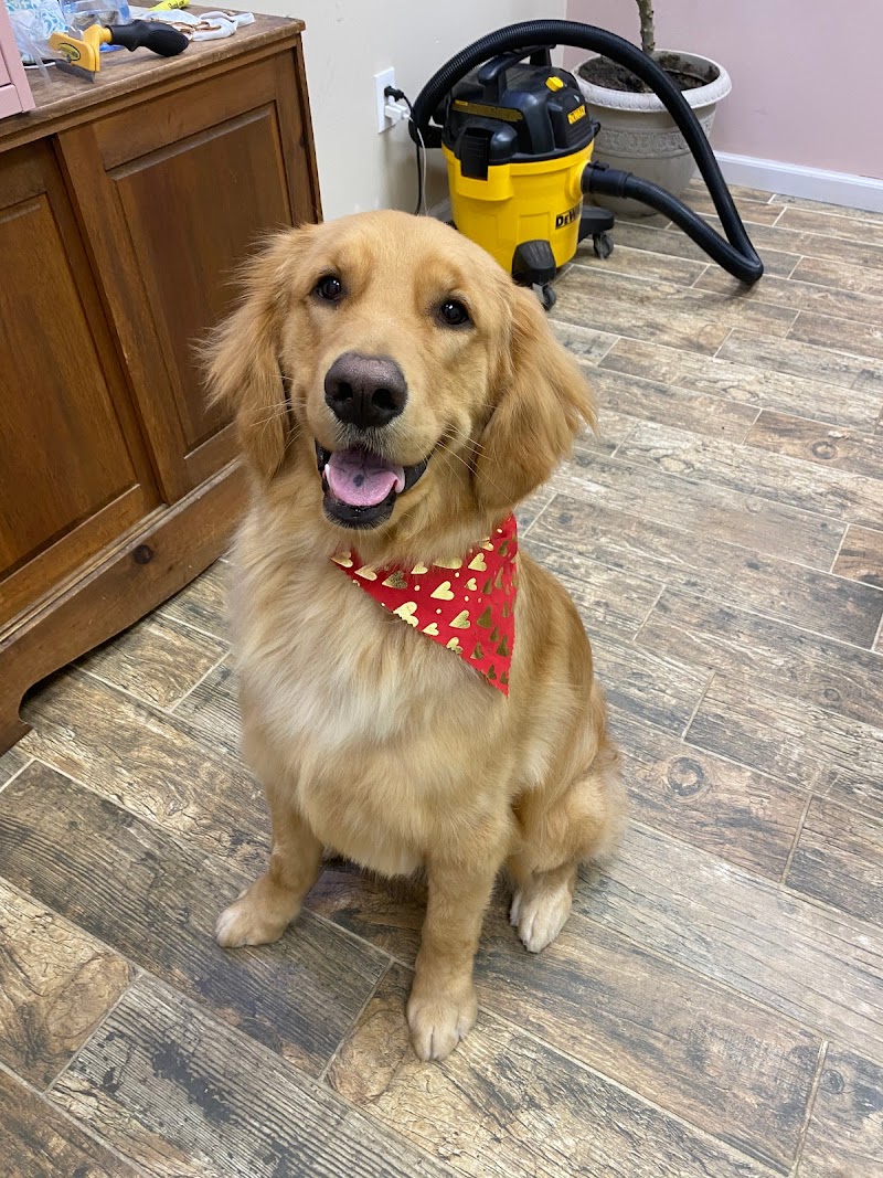 CLEdogs Spa & Social photo 2