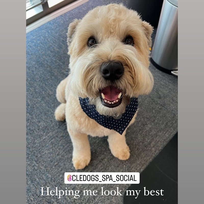 CLEdogs Spa & Social photo 3