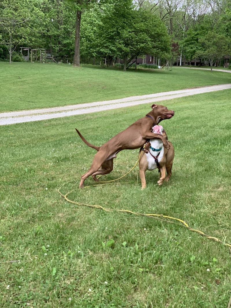 Ruff Lyfe Dog Training photo 2