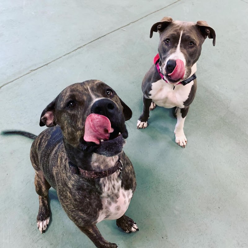 Ruff Lyfe Dog Training photo 3